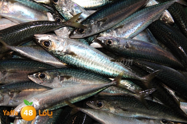 fishes in jaffa 0107 (13).JPG